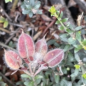 Mirbelia oxylobioides at Rendezvous Creek, ACT - 5 Jan 2022 12:47 PM