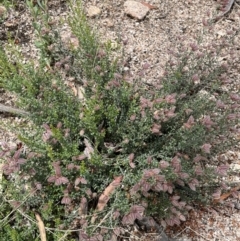 Mirbelia oxylobioides at Rendezvous Creek, ACT - 5 Jan 2022