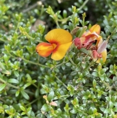 Mirbelia oxylobioides (Mountain Mirbelia) at Rendezvous Creek, ACT - 5 Jan 2022 by JaneR