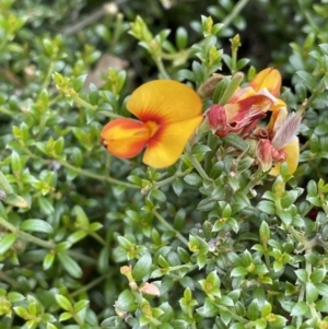 Mirbelia oxylobioides at Rendezvous Creek, ACT - 5 Jan 2022