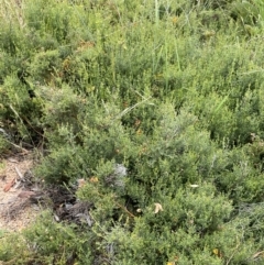 Mirbelia oxylobioides at Rendezvous Creek, ACT - 5 Jan 2022