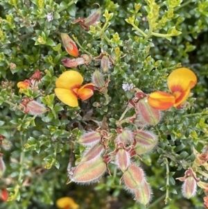 Mirbelia oxylobioides at Rendezvous Creek, ACT - 5 Jan 2022 02:05 PM