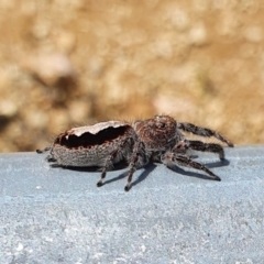 Sandalodes superbus (Ludicra Jumping Spider) at Yass River, NSW - 6 Nov 2021 by SenexRugosus