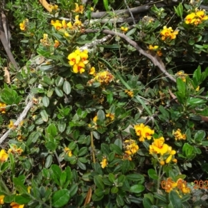 Podolobium alpestre at Yaouk, NSW - 5 Jan 2022