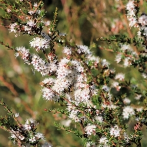 Kunzea ambigua at Pambula Beach, NSW - 31 Dec 2021