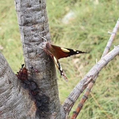 Vanessa itea (Yellow Admiral) at Yass River, NSW - 23 Nov 2021 by SenexRugosus