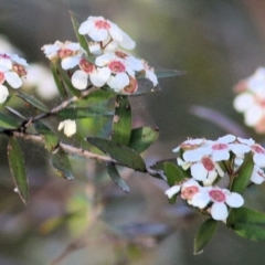 Leptospermum sp. (Tea Tree) at Pambula Beach, NSW - 30 Dec 2021 by KylieWaldon