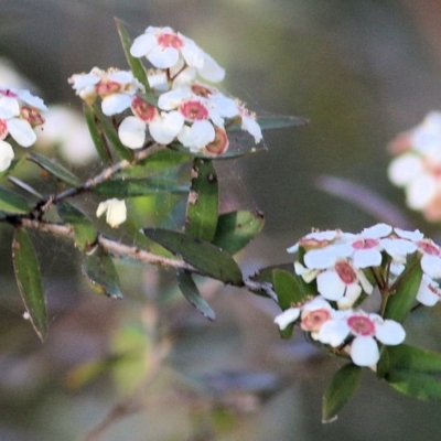 Leptospermum (genus) (Tea Tree) at Pambula Beach, NSW - 31 Dec 2021 by KylieWaldon