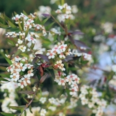 Leptospermum sp. at Pambula Beach, NSW - 31 Dec 2021