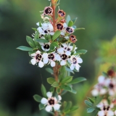 Leptospermum (genus) (Tea Tree) at Pambula Beach, NSW - 31 Dec 2021 by KylieWaldon