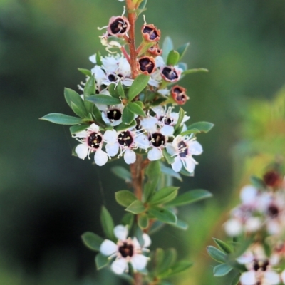 Leptospermum (genus) (Tea Tree) at Pambula Beach, NSW - 31 Dec 2021 by KylieWaldon