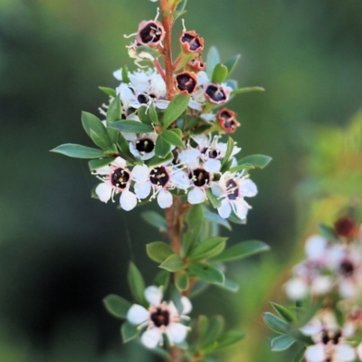 Leptospermum sp. (Tea Tree) at Pambula Beach, NSW - 30 Dec 2021 by KylieWaldon