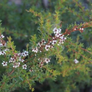 Leptospermum sp. at Pambula Beach, NSW - 31 Dec 2021 06:30 AM