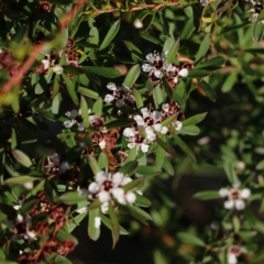 Leptospermum sp. at Pambula Beach, NSW - 31 Dec 2021 06:30 AM