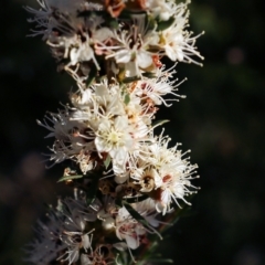 Kunzea ambigua (White Kunzea) at Ben Boyd National Park - 30 Dec 2021 by KylieWaldon