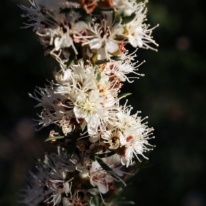 Kunzea ambigua at Pambula Beach, NSW - suppressed