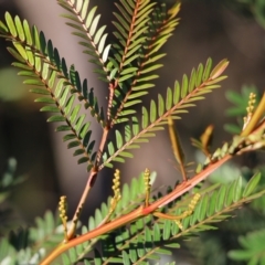 Acacia terminalis (Sunshine Wattle) at Pambula Beach, NSW - 31 Dec 2021 by KylieWaldon