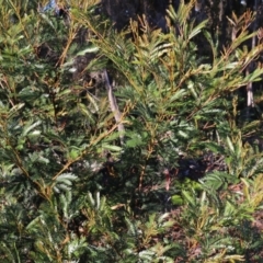 Acacia terminalis at Pambula Beach, NSW - 31 Dec 2021