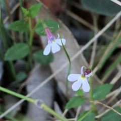 Lobelia purpurascens (White Root) at Ben Boyd National Park - 31 Dec 2021 by KylieWaldon