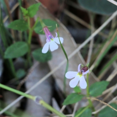 Lobelia purpurascens (White Root) at Ben Boyd National Park - 30 Dec 2021 by KylieWaldon