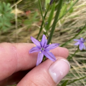 Caesia calliantha at Googong, NSW - 6 Jan 2022 01:35 PM