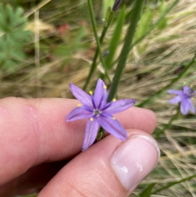 Caesia calliantha (Blue Grass-lily) at Googong, NSW - 6 Jan 2022 by Wandiyali