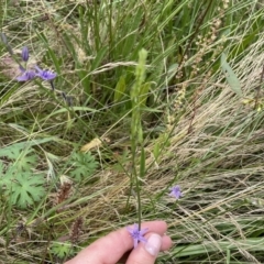 Caesia calliantha at Googong, NSW - 6 Jan 2022 01:35 PM