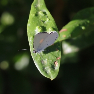 Candalides xanthospilos (Yellow-spotted Blue) at Pambula Beach, NSW - 30 Dec 2021 by KylieWaldon