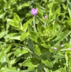 Epilobium billardiereanum subsp. hydrophilum at Rendezvous Creek, ACT - 5 Jan 2022