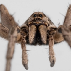 Tasmanicosa godeffroyi (Garden Wolf Spider) at QPRC LGA - 4 Jan 2022 by MarkT