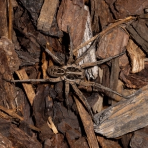 Tasmanicosa godeffroyi at Jerrabomberra, NSW - suppressed