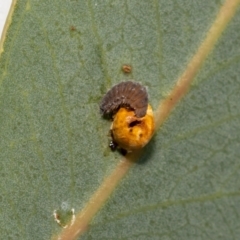 Unidentified Insect at Jerrabomberra, NSW - 29 Dec 2021 by MarkT