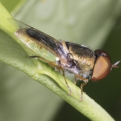 Odontomyia sp. (genus) (Soldier fly) at Higgins, ACT - 6 Jan 2022 by AlisonMilton