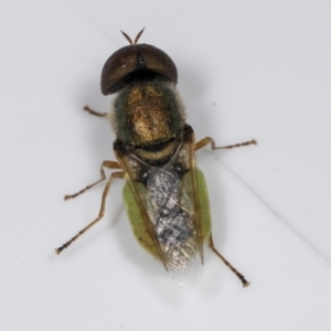 Odontomyia decipiens at Higgins, ACT - 7 Jan 2022