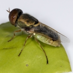 Odontomyia decipiens at Higgins, ACT - 7 Jan 2022