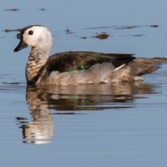 Nettapus coromandelianus (Cotton Pygmy-Goose) at Cumbalum, NSW - 18 Aug 2018 by rawshorty