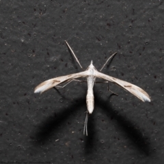 Platyptilia celidotus (Plume Moth) at Macgregor, ACT - 6 Jan 2022 by Roger