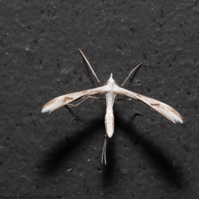 Platyptilia celidotus (Plume Moth) at Macgregor, ACT - 7 Jan 2022 by Roger