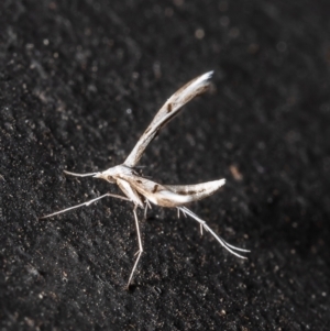 Platyptilia celidotus at Macgregor, ACT - 7 Jan 2022 07:49 AM