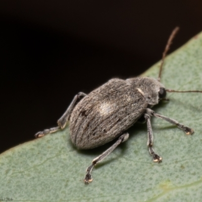 Edusella sp. (genus) (A leaf beetle) at Molonglo Valley, ACT - 6 Jan 2022 by Roger