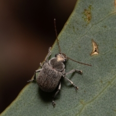 Edusella sp. (genus) at Molonglo Valley, ACT - 6 Jan 2022