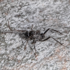 Evaniidae (family) (Hatchet wasp) at Black Mountain - 6 Jan 2022 by Roger