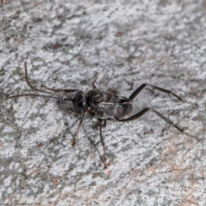 Evaniidae (family) at Molonglo Valley, ACT - 6 Jan 2022