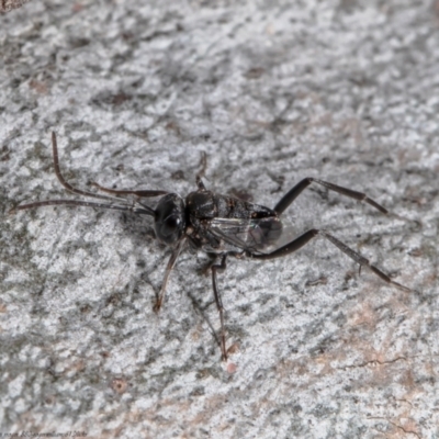 Evaniidae (family) (Hatchet wasp) at Molonglo Valley, ACT - 6 Jan 2022 by Roger