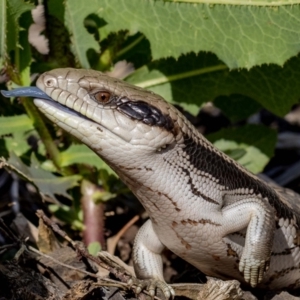 Tiliqua scincoides scincoides at Jerrabomberra, NSW - 4 Jan 2022