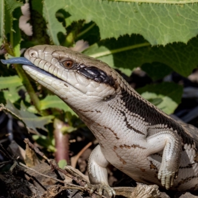 Tiliqua scincoides scincoides (Eastern Blue-tongue) at Jerrabomberra, NSW - 4 Jan 2022 by MarkT