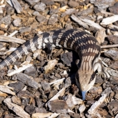 Tiliqua scincoides scincoides at Jerrabomberra, NSW - 4 Jan 2022