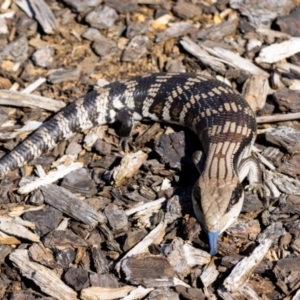 Tiliqua scincoides scincoides at Jerrabomberra, NSW - suppressed