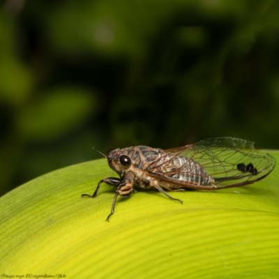 Galanga labeculata (Double-spotted cicada) at Acton, ACT - 7 Jan 2022 by Roger