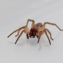 Clubiona sp. (genus) (Unidentified Stout Sac Spider) at Jerrabomberra, NSW - 29 Dec 2021 by MarkT